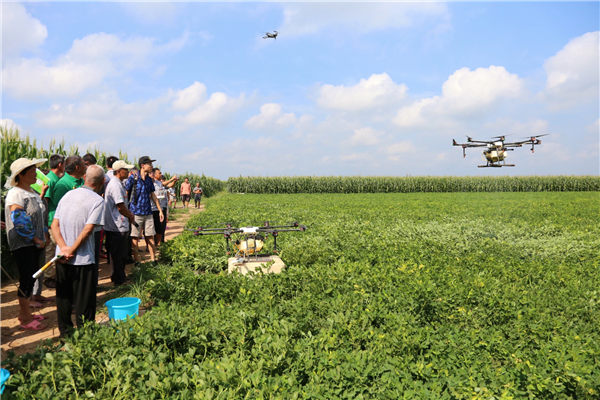 莱西玉米打药用上无人机 每天可喷洒农药面积300亩左右